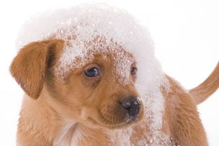 Bathing services Bathing services